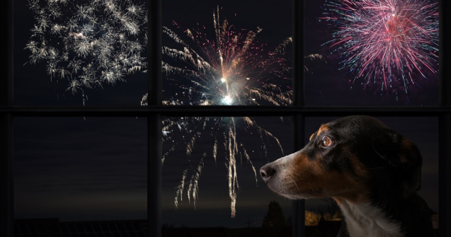 Bucuria multora de Revelion, un chin pentru animale. Câinii sunt cei mai afectați de artificii: „Sar în fața mașinilor”