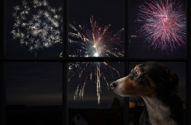 Bucuria multora de Revelion, un chin pentru animale. C&acirc;inii sunt cei mai afectați de artificii: &bdquo;Sar &icirc;n fața mașinilor&rdquo;