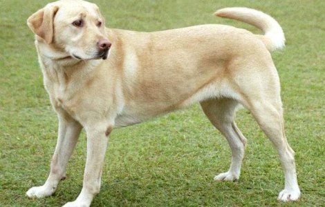 Labradorul, cainele preferat al americanilor