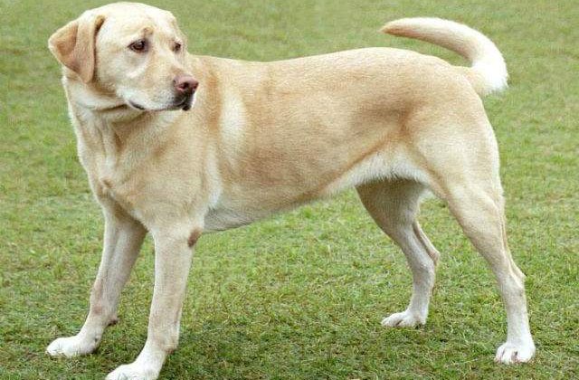 Labradorul, cainele preferat al americanilor, pentru al 23-lea an consecutiv