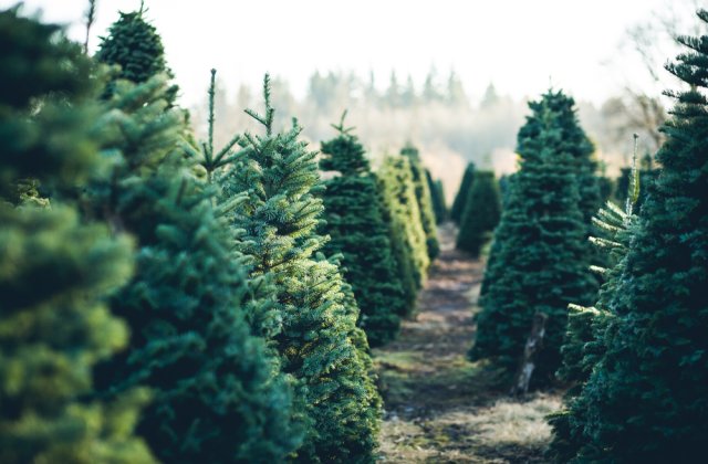 În Sectorul 6 al Capitalei s-au amenajat 12 puncte de colectare separată a brazilor de Crăciun