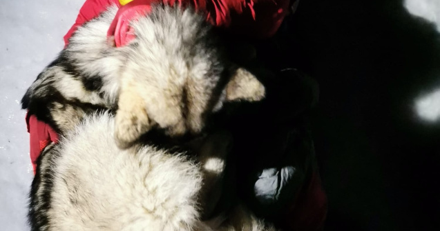 Un câine i-a salvat viața unui bărbat rănit în munții din Croația