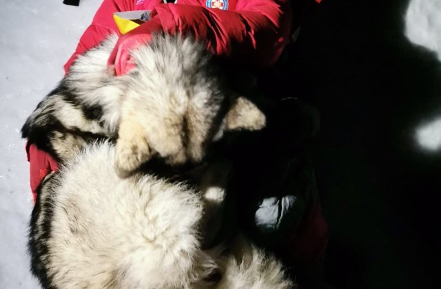 Un câine i-a salvat viața unui bărbat rănit în munții din Croația. Ce gest eroic a făcut patrupedul