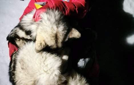 Un câine i-a salvat viața unui bărbat rănit în munții din Croația. Ce gest eroic a făcut patrupedul