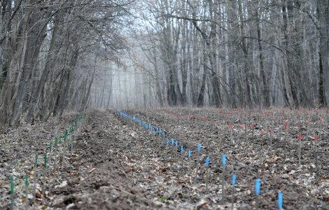 Legea prin care ultrajul asupra pădurilor este sancționat cu pedepse majorate - promulgată de președinte