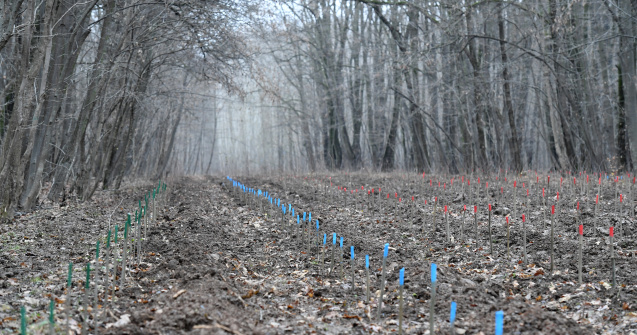 Legea prin care ultrajul asupra pădurilor este sancționat cu pedepse majorate - promulgată de președinte