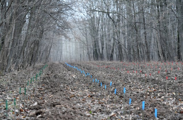 Legea prin care ultrajul asupra pădurilor este sancționat cu pedepse majorate - promulgată de președinte 