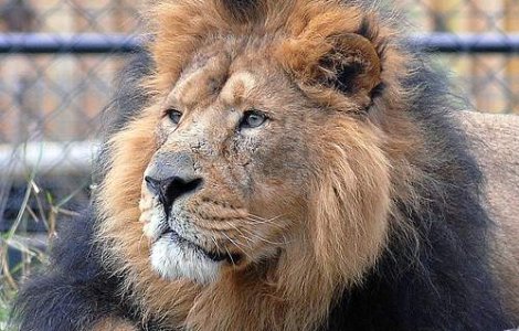 Primaria Capitalei va investi 83 de milioane lei in Gradina Zoologica