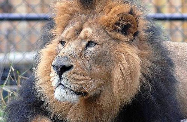 Primaria Capitalei va investi 83 de milioane lei in Gradina Zoologica