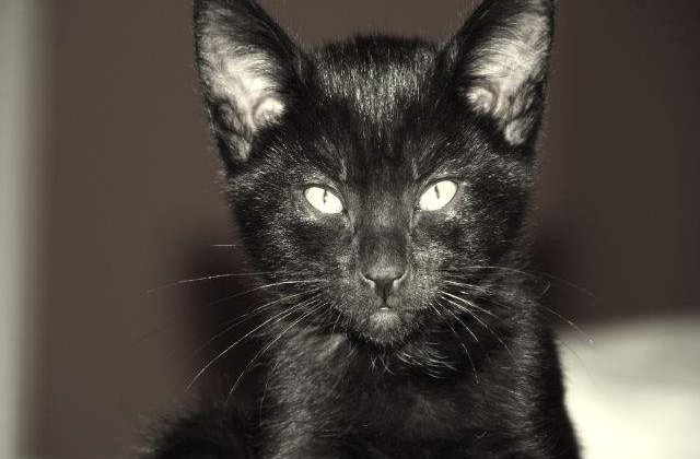 Caz socant in medicina: A intrat in COMA din cauza unei muscaturi de pisica