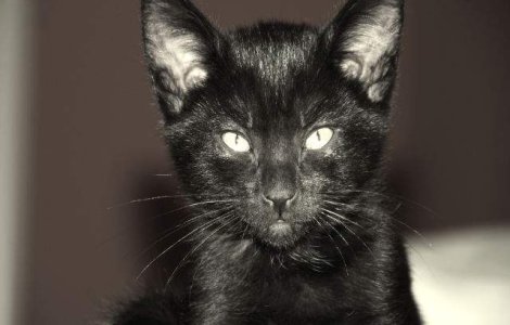 Caz socant in medicina: A intrat in COMA din cauza unei muscaturi de pisica