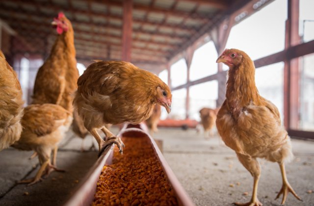 Alertă epizootică &icirc;n Bihor pentru prevenirea gripei aviare &icirc;nalt patogene; focar apropiat &icirc;n Ungaria 