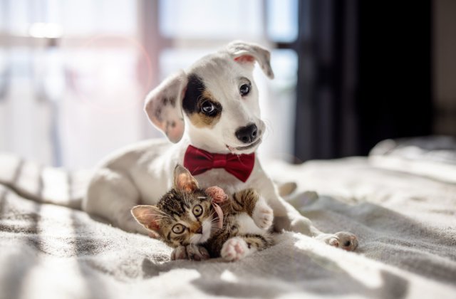 Cum să îți faci locuința mai prietenoasă cu animalele de companie