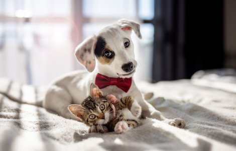  Top  Cum să îți faci locuința mai prietenoasă cu animalele de companie