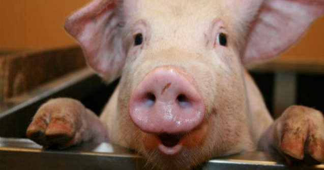 Carnea de porc s-ar putea ieftini in urmatoarele luni