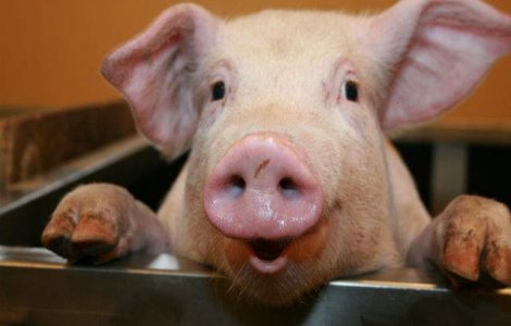 Carnea de porc s-ar putea ieftini in urmatoarele luni