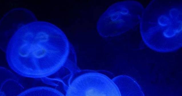 O meduza uriasa a fost decoperita pe o plaja din Australia