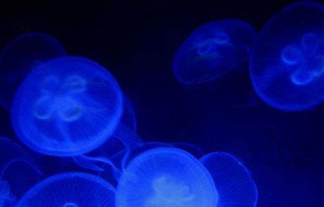 O meduza uriasa a fost decoperita pe o plaja din Australia