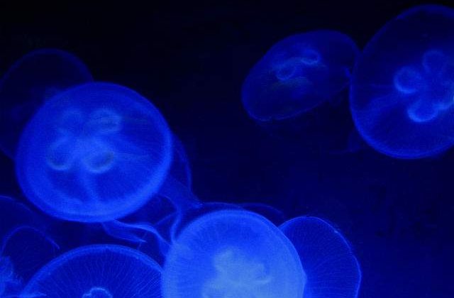 O meduza uriasa a fost decoperita pe o plaja din Australia