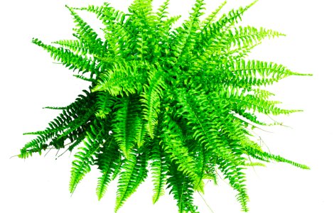  Top  Plante de apartament care vă vor ajuta să dormiți mai bine