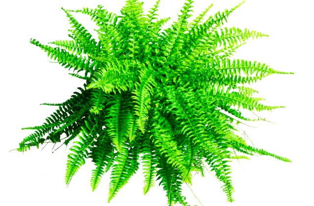 Plante de apartament care vă vor ajuta să dormiți mai bine