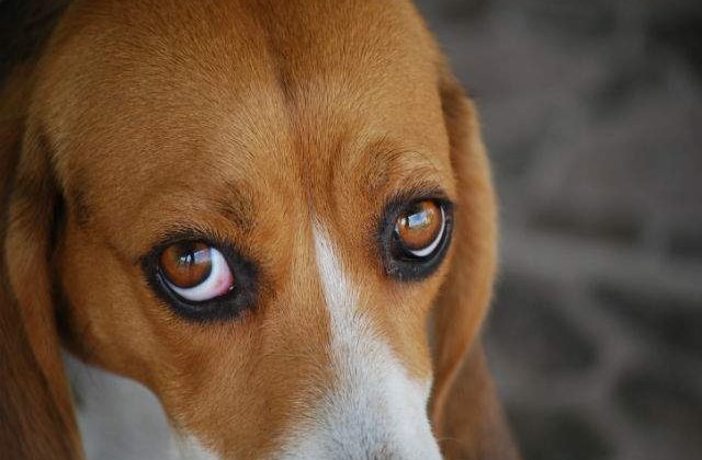 Cainii de rasa se vor scumpi cu pana la 10% din luna martie