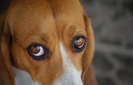 Cainii de rasa se vor scumpi cu pana la 10% din luna martie