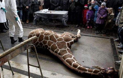  Video  Girafa Marius, UCISA in fata vizitatorilor