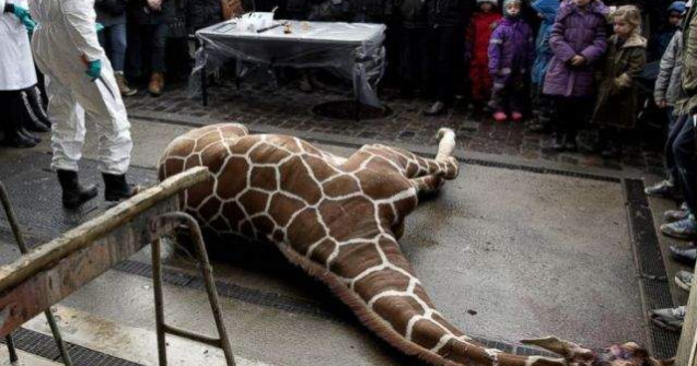  Video  Girafa Marius, UCISA in fata vizitatorilor si aruncata la lei de angajatii unei gradini zoologice