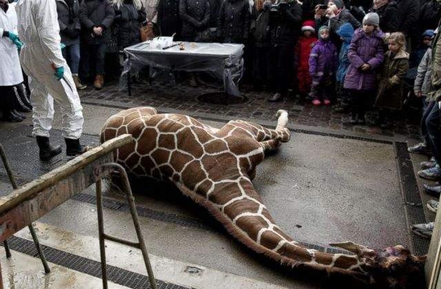 [VIDEO] Girafa Marius, UCISA in fata vizitatorilor si aruncata la lei de angajatii unei gradini zoologice