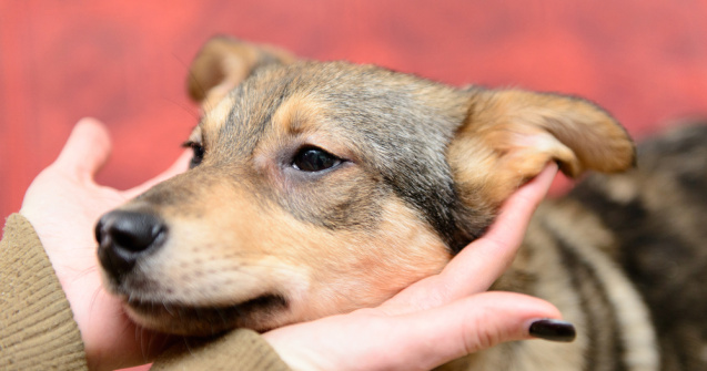 O cățelușă cu o tumoare de 12,5 kg a fost operată cu succes la USAMV Cluj-Napoca