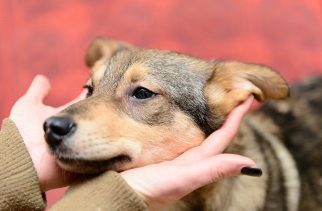 Miracol în medicina veterinară! O cățelușă ce avea o tumoare de 12,5 kilograme a fost operată cu succes la USAMV Cluj-Napoca