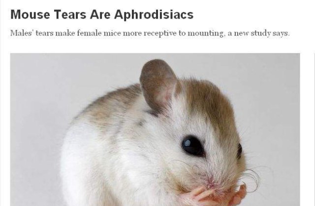 Lacrimile de soarece sunt afrodisiace