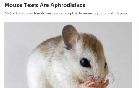 Lacrimile de soarece sunt afrodisiace