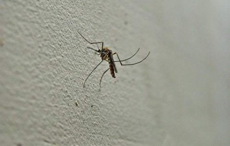 Tantarii din Romania vor ataca Bulgaria