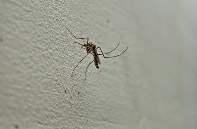 Tantarii din Romania vor ataca Bulgaria