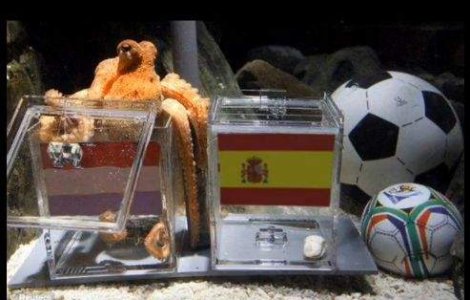 Caracatita Paul a dat verdictul pentru finala Cupei Mondiale