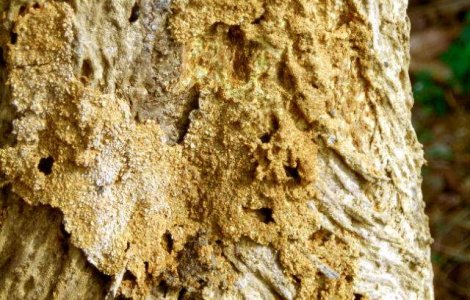 Cercetatorii s-au inspirat din universul termitelor pentru a fabrica roboti-constructori