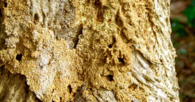 Cercetatorii s-au inspirat din universul termitelor pentru a fabrica roboti-constructori