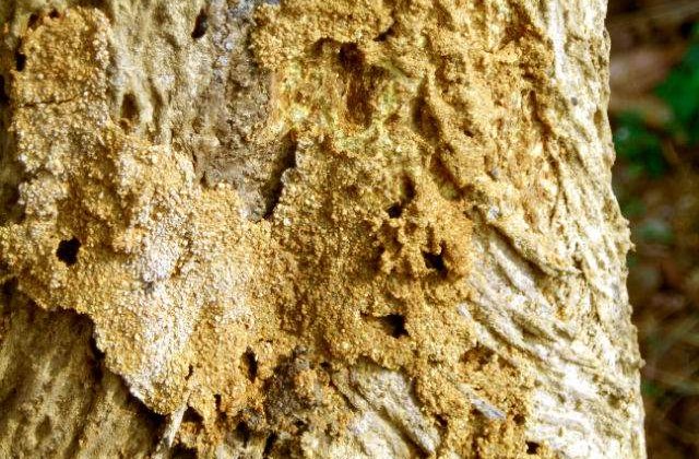 Cercetatorii s-au inspirat din universul termitelor pentru a fabrica roboti-constructori