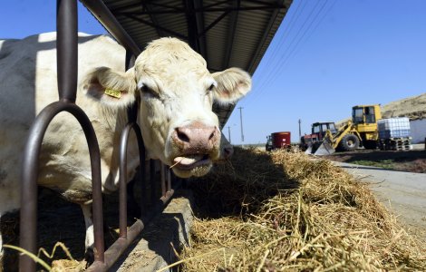 Comisia Europeană vrea să mâncăm mai puțină carne de vită pentru a reduce poluarea. Fermier: „Sunt rupți de realitate”