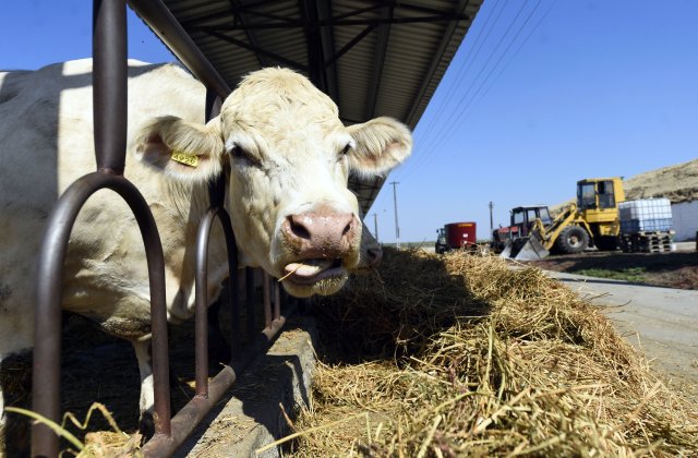 Comisia Europeană vrea să mâncăm mai puțină carne de vită pentru a reduce poluarea. Fermier: „Sunt rupți de realitate” 