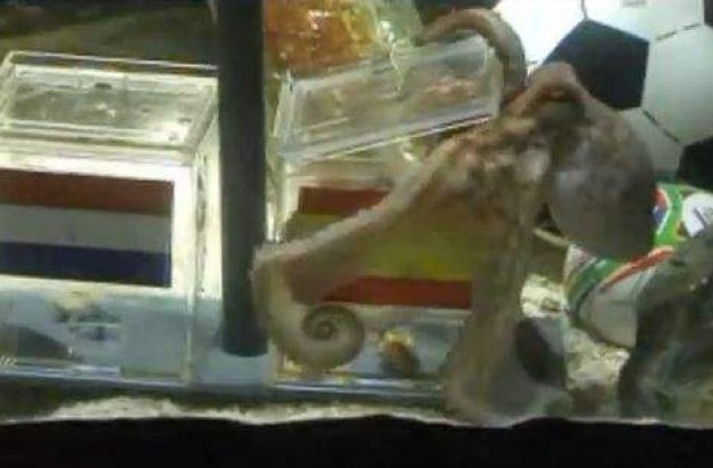 [VIDEO] Caracatita Paul s-a razgandit?