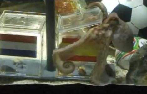  Video  Caracatita Paul s-a razgandit?