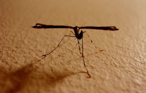 Tantarii s-au inmultit foarte mult in Capitala