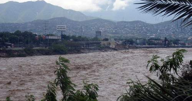 Au stat patru zile intr-un copac