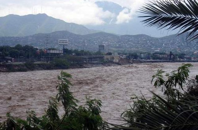 Au stat patru zile intr-un copac