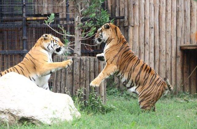 Un chinez a vrut sa se omoare aruncandu-se la tigri, dar felinele nu l-au bagat in seama