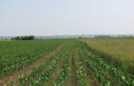 Prutul face ravagii in judetul Galati: Peste 500 ha de teren agricol, inundate