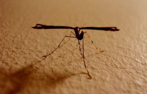 Bucurestiul a declarat razboi tantarilor!